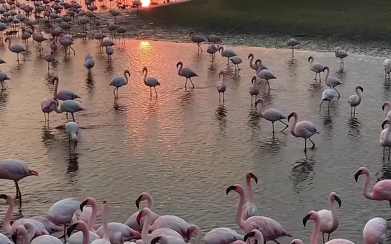 Flamingos at sunset over the lagoon