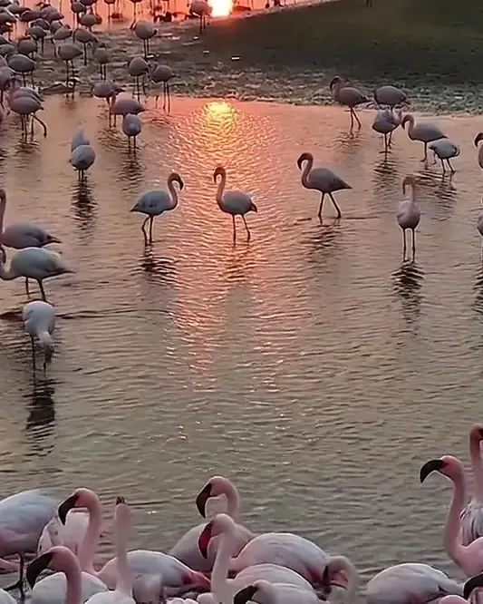 Flamingos at sunset over the lagoon
